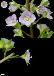Veronica catenata. Flower (inset top left shows corolla tube). Scale = 1 mm.
 Image: P.J. Garnock-Jones © Te Papa CC-BY-NC 3.0 NZ